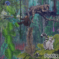 rainforest - GIF animado grátis