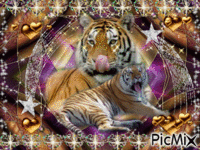 Gros Félin Tigres geanimeerde GIF