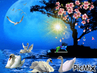 Cisnes GIF animata