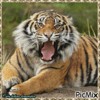 HD tigre effet pierre - Ingyenes animált GIF