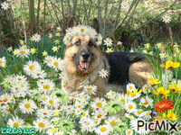 berger dans les fleurs - GIF animado gratis