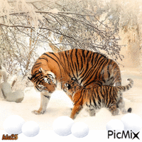 tigres - Gratis animerad GIF