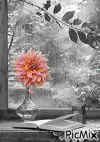 Petals falling Animated GIF