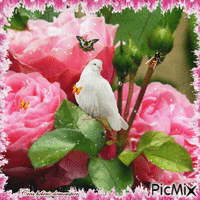 HD fleurs  et colombe - Free animated GIF