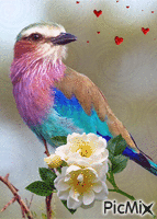 oiseau Animated GIF