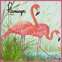 Concours : Flamants roses