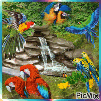 Parrots - Free animated GIF