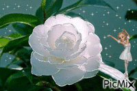 rose blanche - Nemokamas animacinis gif