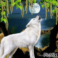 Loup blanc - Nemokamas animacinis gif