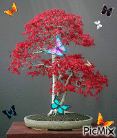 Butterfly Bonsai Tree アニメーションGIF