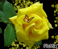 trandafir κινούμενο GIF