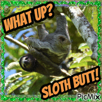 What Up, Sloth Butt? GIF animé