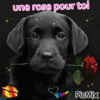 chien offrant une rose - GIF animasi gratis
