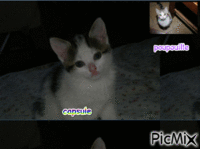 les petits chats - Animovaný GIF zadarmo