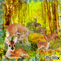 Deer in the wild animirani GIF