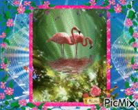 Les Flaments Roses Animated GIF