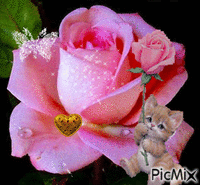 trandafir animeret GIF