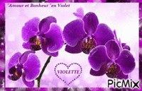 Amour et bonheur en violet - GIF animasi gratis