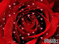Róża - Gratis animerad GIF