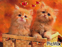 chatons - GIF animado grátis