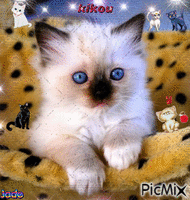 kikou ça va les ami(e)s?! Cat by Jade17 - GIF animasi gratis