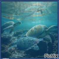 Schildkröten - Darmowy animowany GIF