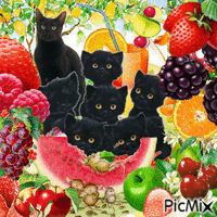 Chat noir et fruits