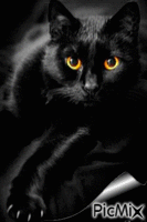 My black cat - GIF animé gratuit
