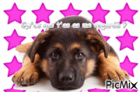 Chien !!! - Free animated GIF