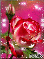 Rosa♥ pink ♥Rose - Бесплатный анимированный гифка