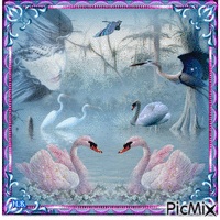 Swans and birds. animēts GIF