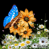 borboletas GIF animé