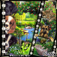 nos amis chiens chats Animiertes GIF