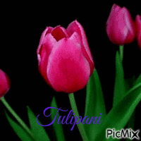 Tulipani - Free animated GIF