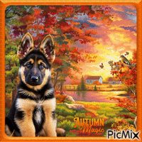 Doux chien en automne.