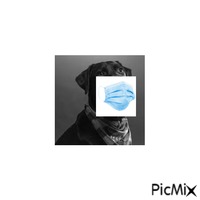 perro con tapaboca - GIF animado gratis