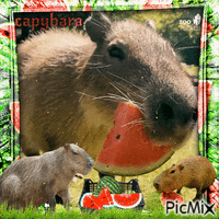 Capybara time - GIF animé gratuit