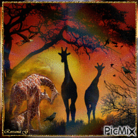 Girafes animēts GIF