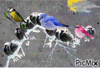 bird - Бесплатни анимирани ГИФ
