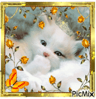 Cute Cat Kitty. animovaný GIF