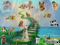 Pet Heaven geanimeerde GIF