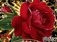 rose rouge - GIF animado gratis
