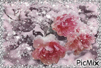 winter roses.. - GIF animasi gratis