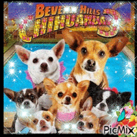 Beverly Hills Chihuahua анимирани ГИФ