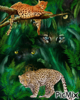 в джунглях animovaný GIF