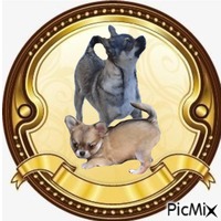 Chihuahua Ozzyo met puppy GIF animado
