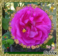 rose de mon jardin - GIF animé gratuit