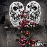 Gothic owls GIF animé