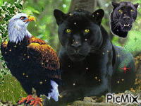 BlACK PANTHER END THE EAGEL animovaný GIF
