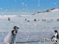 banquise pingouins ma création sylvie - Бесплатный анимированный гифка